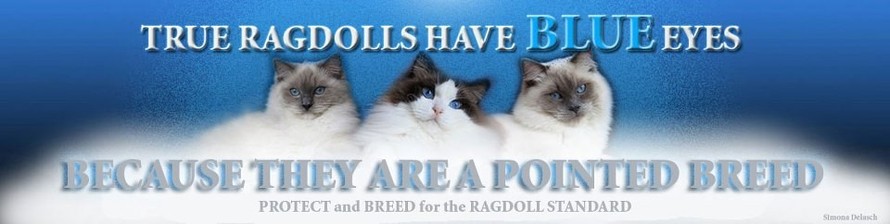 Aquamarine Dolls Ragdoll Cattery - Breeding true ragdolls