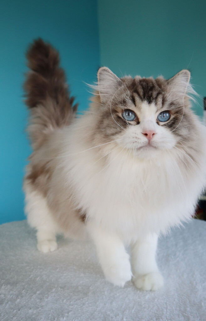 Garry Koci Eden of AquamarineDolls - seal lynx bicolor ragdoll kandúr