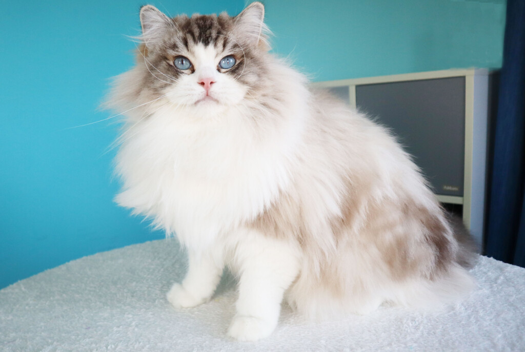 Garry Koci Eden of AquamarineDolls - seal lynx bicolor ragdoll cica