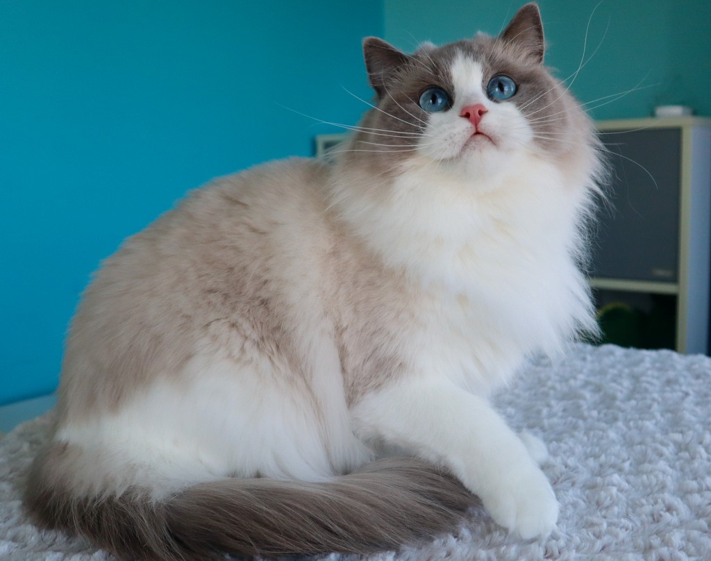 AquamarineDolls Helena