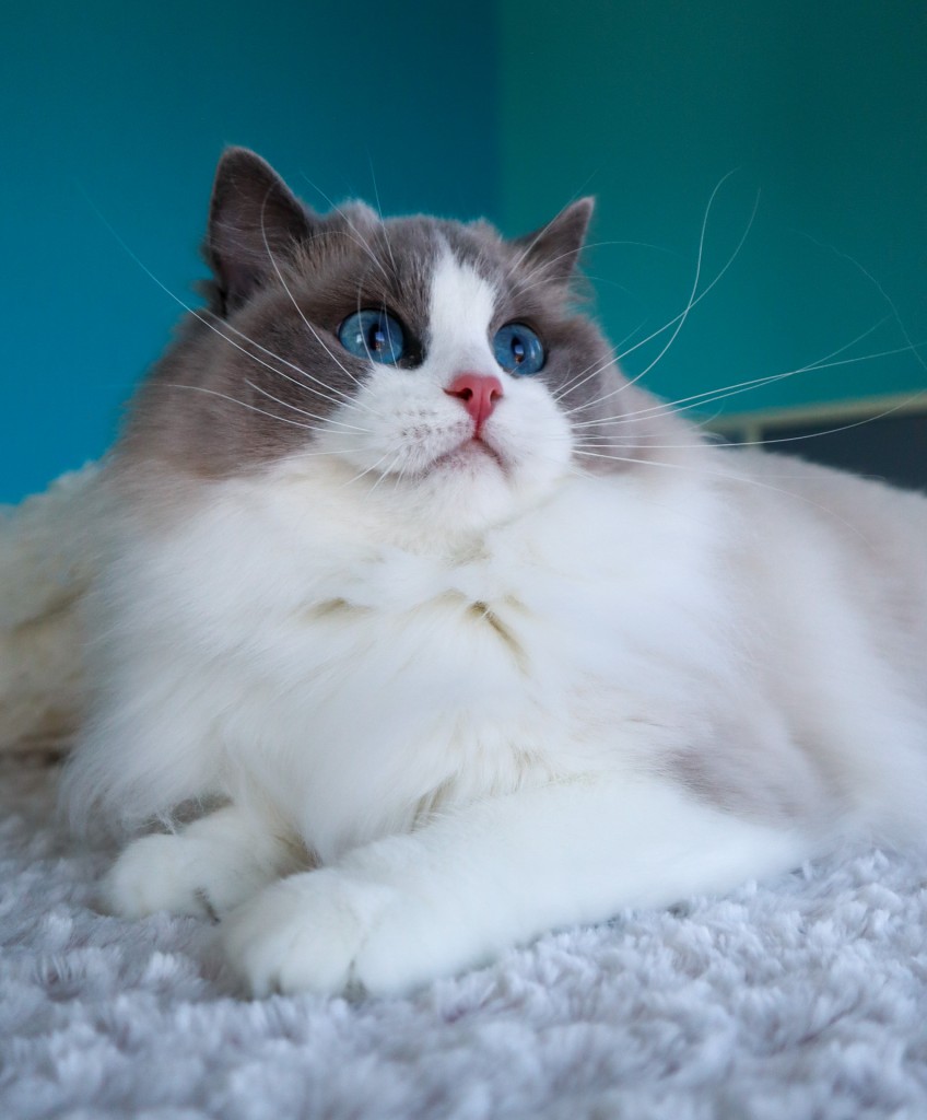 Aquamarinedolls Amber