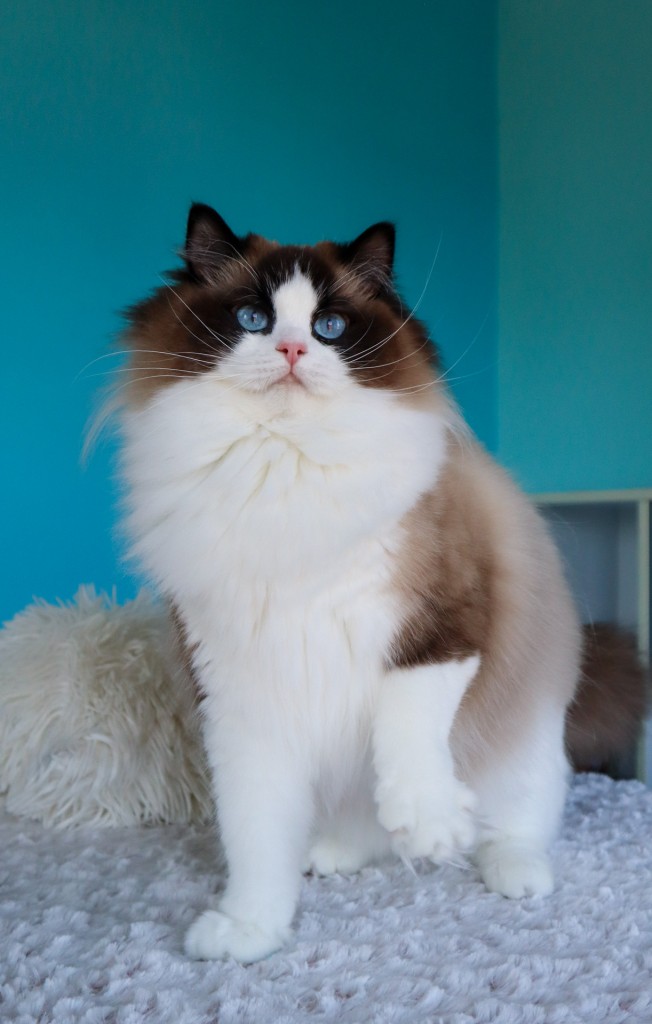 AquamarineDolls Madeline