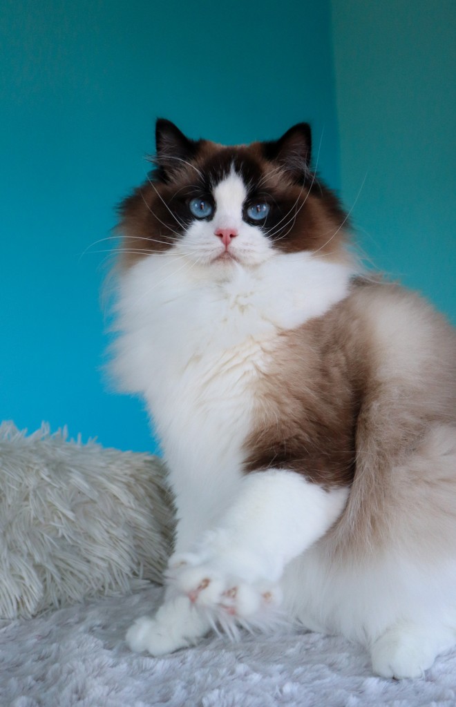 Aquamarinedolls Madeline