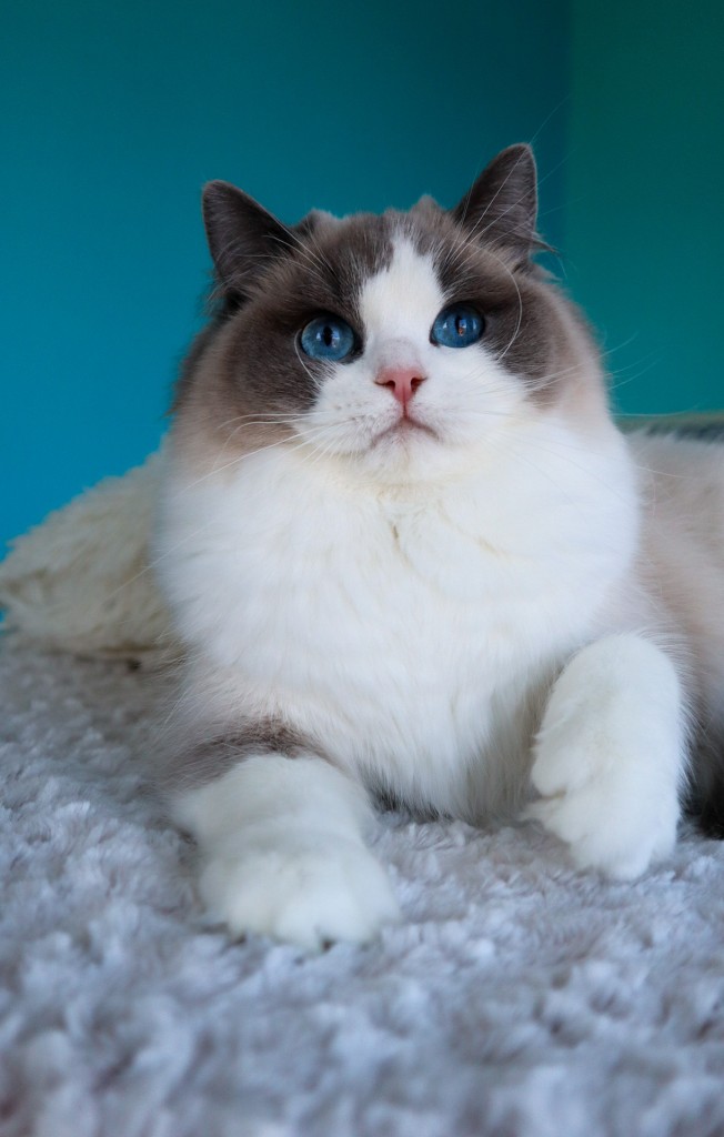 Aquamarinedolls Melanie