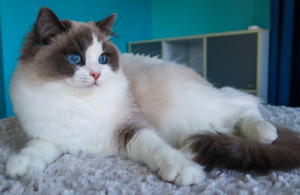 AquamarineDolls Melanie