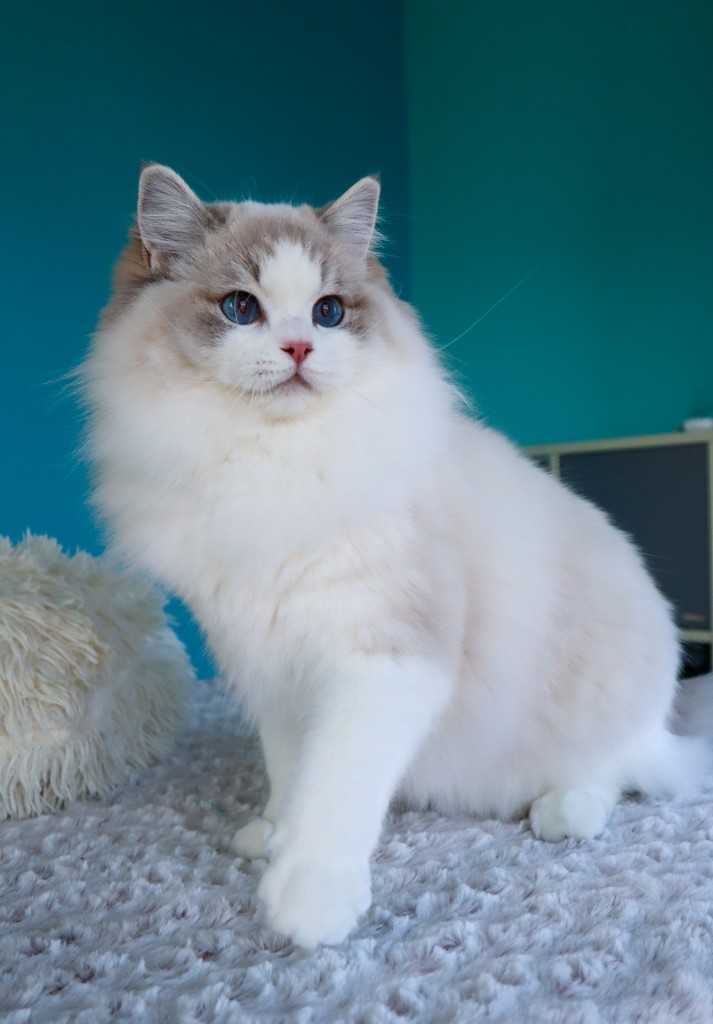 Aquamarinedolls Nila