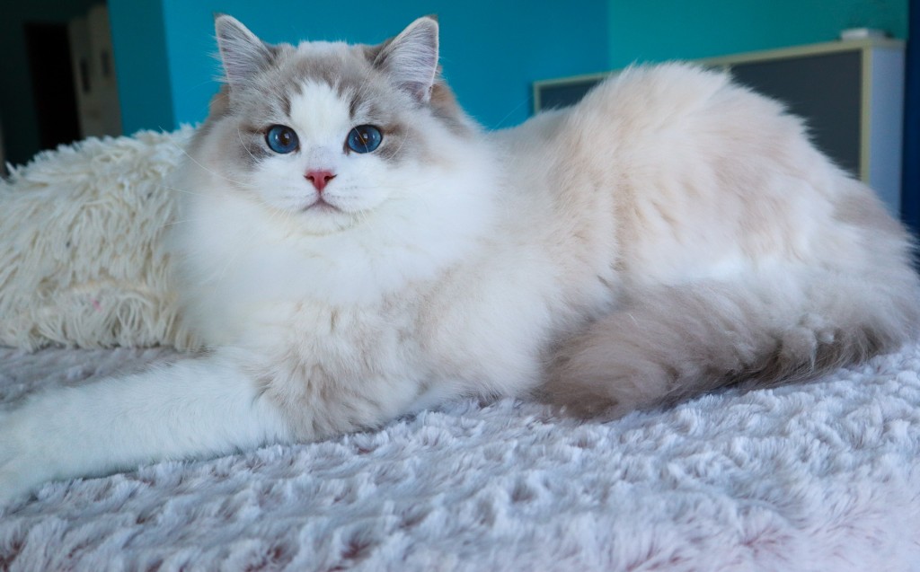 AquamarineDolls Nila